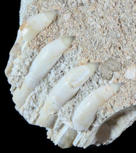 Unusual Fossil Fossil Fish (Brychaetus) Teeth - Morocco #50538